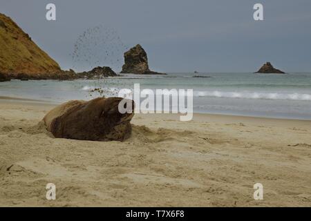 Nuova Zelanda sea lion - Phocarctos hookeri - whakahao sdraiato sulla spiaggia sabbiosa della baia in Nuova Zelanda Foto Stock