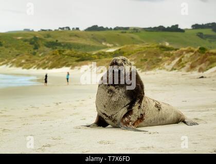 Nuova Zelanda sea lion - Phocarctos hookeri - whakahao sdraiato sulla spiaggia sabbiosa della baia in Nuova Zelanda Foto Stock