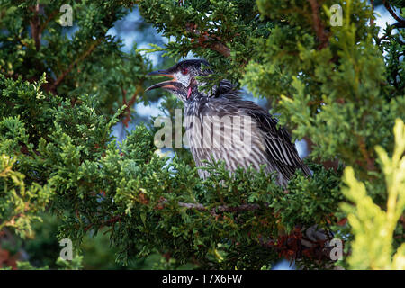 Rosso - Wattlebird Anthochaera carunculata è un uccello passerine nativa per l'Australia meridionale. Foto Stock