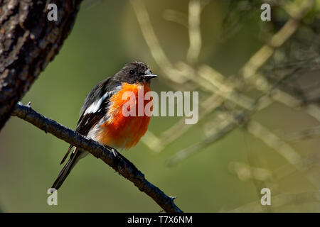 Fiamma Robin - Petroica phoenicea - australian vivacemente rosso piccolo uccello della canzone, la Tasmania, sud ed est dell'Australia. Foto Stock
