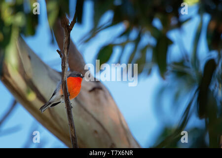 Fiamma Robin - Petroica phoenicea - australian vivacemente rosso piccolo uccello della canzone, la Tasmania, sud ed est dell'Australia. Foto Stock