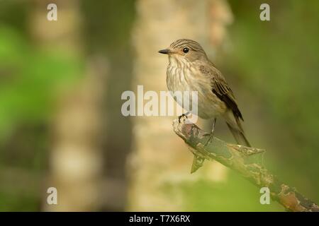 Spotted Flycatcher - Muscicapa striata seduta sul ramo nella foresta. Piccolo passerine bird nel Vecchio Mondo famiglia flycatcher, razze in Europa Foto Stock