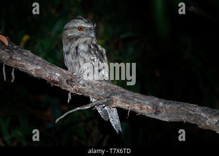 Bruno Frogmouth (Podargus strigoides) nightjar dall Australia, seduto su un albero nella notte. Foto Stock