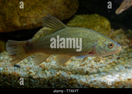 Doctor Fish (Tinca tinca) acquisita sotto l'acqua. Tinca con foglie di colore marrone sul fondo e sfondo verde scuro. Pesce sotto l'acqua. Foto Stock