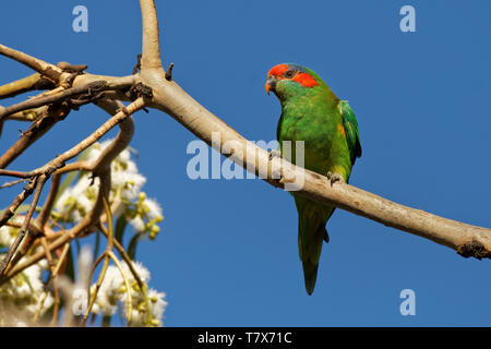 Il muschio Lorikeet - Glossopsitta concinna lorikeet, ora l'unica specie in genere Glossopsitta. Abita a sud-centrale/Australia orientale. Foto Stock