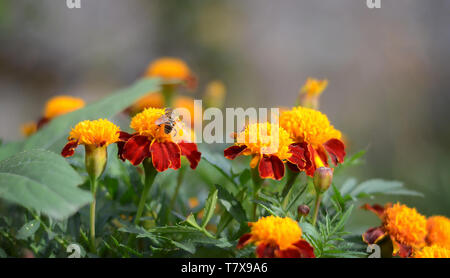 Un grande volare a strisce di bere il nettare nel colore arancione del Le calendule in giardino Foto Stock