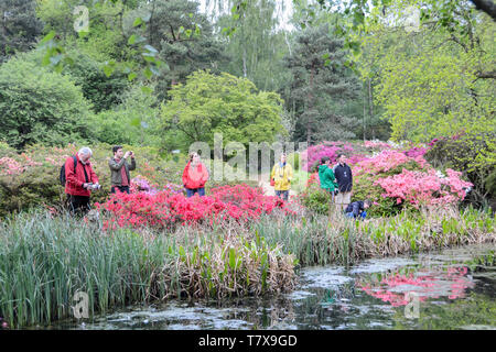 I colori vivaci e il blossoms riflettendo in uno stagno presso l'Isabella Plantation, Richmond Park, London, Regno Unito Foto Stock