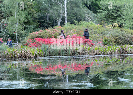 I colori vivaci e il blossoms riflettendo in uno stagno presso l'Isabella Plantation, Richmond Park, London, Regno Unito Foto Stock