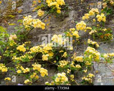 Piccolo, doppia, fiori gialli del rampicate Banksian rosa, rosa banksiae 'Lutea',addestrato su una parete Foto Stock