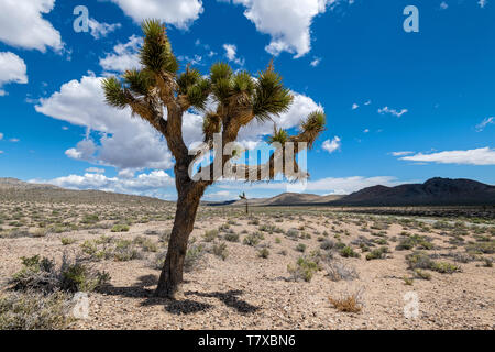 Albero nel Parco Nazionale della Valle della Morte, CALIFORNIA, STATI UNITI D'AMERICA.Caption locale *** Foto Stock