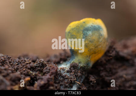 Coppa di abbagliamento Foto Stock