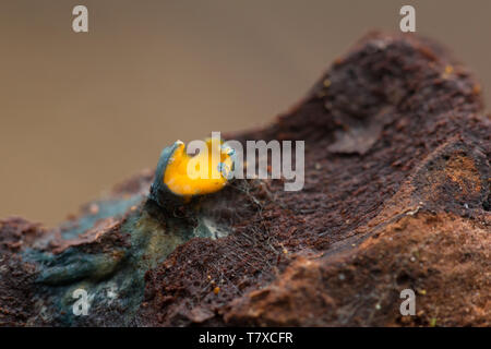 Coppa di abbagliamento Foto Stock