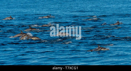 Pod di lungo becco delfini comuni (Delphinus capensis) al largo della costa della Baja California, Messico. Foto Stock