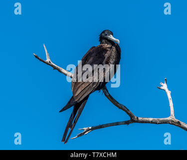 Maschio adulto magnifico frigatebird (Fregata magnificens) appollaiato su un ramo morto in Baja California, Messico. Foto Stock