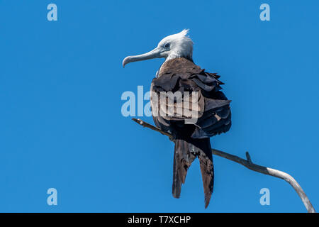 Femmina immaturi frigatebird magnifico (Fregata magnificens) appollaiato su un ramo morto in Baja California, Messico. Foto Stock