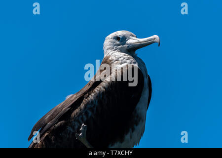 Femmina immaturi frigatebird magnifico (Fregata magnificens) appollaiato su un ramo morto in Baja California, Messico. Foto Stock