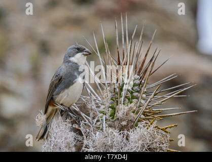 Passero andina (rufous-Passero a collare) su Isla Damas, pinguini Humboldt riserva, Punta Choros, Cile Foto Stock