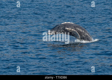 Humpback Whale (Megaptera novaeangliae) violare al largo della costa della Baja California, Messico. Foto Stock