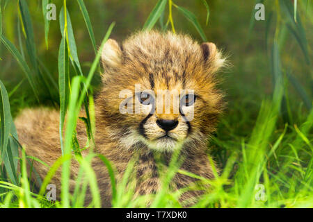 Cheetah Cub ( Acinonyx jubatus ) seduto in erba lunga Foto Stock