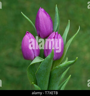 Tre tulipani viola con sfondo di erba Foto Stock