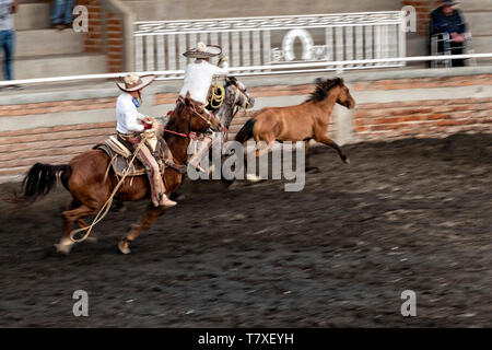 I membri della leggendaria famiglia Franco di Charro champions chase a selvatica mare intorno all'arena durante una sessione di prove libere in Jalisco Highlands città di Capilla de Guadalupe, in Messico. Il caso di funi è chiamato Manganas un Caballo o Roping a cavallo e coinvolge un charro a cavallo di roping una selvaggia mare dalle sue gambe anteriori a farla cadere e rotolare una volta. Foto Stock