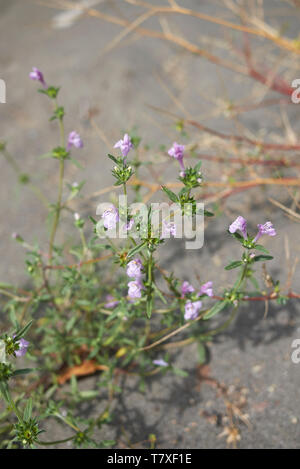 Galeopsis angustifolia in fiore Foto Stock