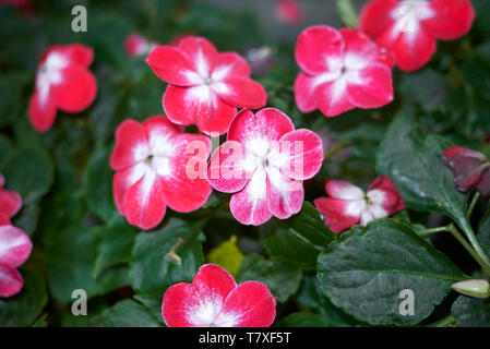 Impatiens Walleriana Foto Stock