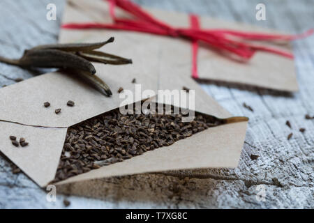 Gewöhnliche Nachtkerze, Zweijährige Nachtkerze, Samen, Nachtkerzen-Samen, Nachtkerzensamen, Samenernte, Samentütchen, Oenothera biennis, Evenin comune Foto Stock