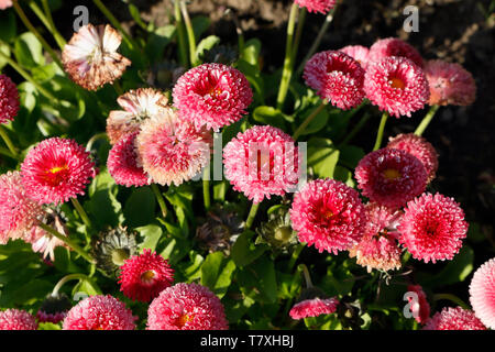 Bellis Perrenis, margherita a doppia fioritura. Pomponette, primavera biancheria da letto piante fiori Foto Stock