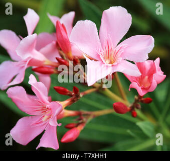 Alloro rosa con generosa fioritura. Foto Stock