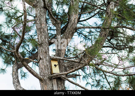 Small birdhouse in the spring on a coniferous tree, nature landscape Foto Stock