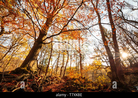 Colorata struttura magnifiche corone nel ecosistema forestale Foto Stock