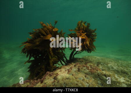 Lonely bush di alghe brune Ecklonia radiata crescente dal piatto cengia rocciosa. Foto Stock