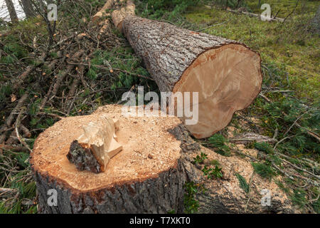 La deforestazione controllata all'interno di una foresta italiana. Sezione trasversale di un giovane albero di pino Foto Stock