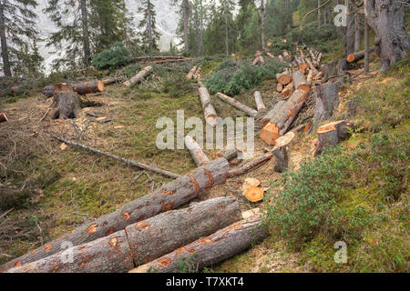La deforestazione controllata all'interno di una foresta italiana. Sezione trasversale di un giovane albero di pino Foto Stock