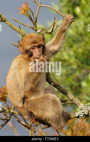 Barberia - macaco Macaca sylvanus sull'albero nella roccia di Gibilterra. Solo una scimmia europea Foto Stock