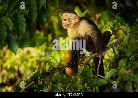 Colombiano di fronte bianco-cappuccino (Cebus capucinus), Colombia bianco-testa o cappuccino bianco colombiano-throated cappuccini, Nuovo Mondo monkey della famiglia Foto Stock