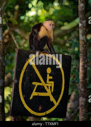 Colombiano di fronte bianco-cappuccino (Cebus capucinus), Colombia bianco-testa o cappuccino bianco colombiano-throated cappuccini, Nuovo Mondo monkey della famiglia Foto Stock
