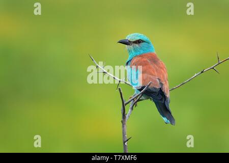 Rullo europeo - Coracias garrulus seduta sul ramo e in cerca di cibo. Foto Stock