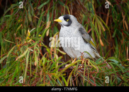 Noisy Miner - Manorina melanocephala - uccello della famiglia honeyeater Meliphagidae,, ed è endemica in Europa orientale e sud-est dell'Australia. Foto Stock