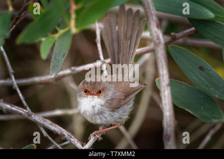 Superba Fairywren - Malurus cyaneus - passerine bird in Australasian wren famiglia Maluridae, ed è comune e familiare in tutto il sud-est Austra Foto Stock