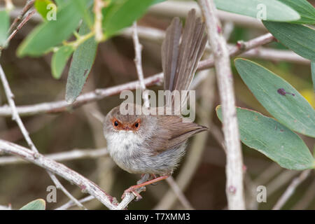 Superba Fairywren - Malurus cyaneus - passerine bird in Australasian wren famiglia Maluridae, ed è comune e familiare in tutto il sud-est Austra Foto Stock