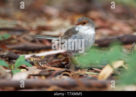 Superba Fairywren - Malurus cyaneus - passerine bird in Australasian wren famiglia Maluridae, ed è comune e familiare in tutto il sud-est Austra Foto Stock
