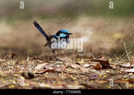 Superba Fairywren - Malurus cyaneus - passerine bird in Australasian wren famiglia Maluridae, ed è comune e familiare in tutto il sud-est Austra Foto Stock
