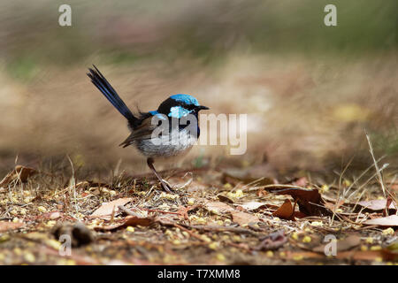 Superba Fairywren - Malurus cyaneus - passerine bird in Australasian wren famiglia Maluridae, ed è comune e familiare in tutto il sud-est Austra Foto Stock