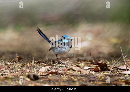 Superba Fairywren - Malurus cyaneus - passerine bird in Australasian wren famiglia Maluridae, ed è comune e familiare in tutto il sud-est Austra Foto Stock