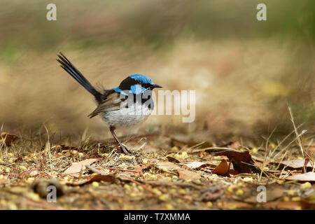Superba Fairywren - Malurus cyaneus - passerine bird in Australasian wren famiglia Maluridae, ed è comune e familiare in tutto il sud-est Austra Foto Stock