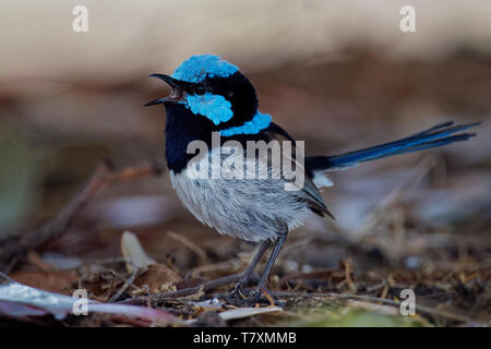 Superba Fairywren - Malurus cyaneus - passerine bird in Australasian wren famiglia Maluridae, ed è comune e familiare in tutto il sud-est Austra Foto Stock