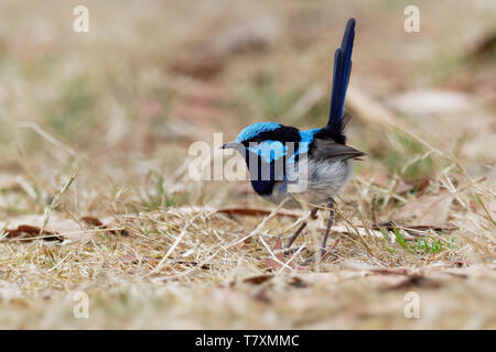 Superba Fairywren - Malurus cyaneus - passerine bird in Australasian wren famiglia Maluridae, ed è comune e familiare in tutto il sud-est Austra Foto Stock
