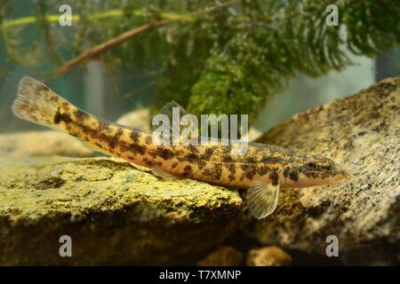 Stone Loach - Barbatula barbatula nel fiume, subacquea Foto Stock